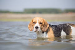 Schöner Spürhundhund im Wasser lizenzfreie stockbilder Schöner Spürhundhund im Wasser lizenzfreie stockbilder