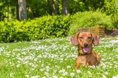 Schönes Bild eines Dachshunds, der auf dem grünen Gras sitzt stockbilder Schönes Bild eines Dachshunds, der auf dem grünen Gras sitzt stockbilder