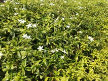 Schönheit der Natur mit Feuerradblumen lizenzfreie stockfotos Schönheit der Natur mit Feuerradblumen lizenzfreie stockfotos