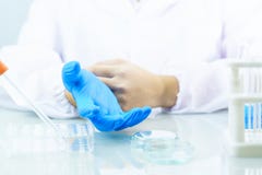 Scientist hands putting in nitrile blue latex gloves in labcoat wearing nitrile gloves