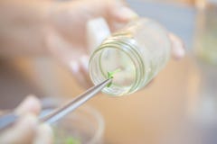 Scientist holding tongs for picking plant tissue culture in bottle, performing laboratory experiments. Small plant in test bottle stock photography Scientist holding tongs for picking plant tissue culture in bottle, performing laboratory experiments. Small plant in test bottle stock photography