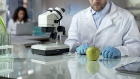 Scientist looking at lab apple sample, checking chemical reaction, food quality royalty free stock photography Scientist looking at lab apple sample, checking chemical reaction, food quality royalty free stock photography