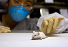 Scientist with white mouse
