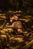 Scimmia del bambino che gioca con i fiori in una foresta immagini stock libere da diritti Scimmia del bambino che gioca con i fiori in una foresta immagini stock libere da diritti
