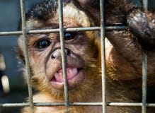 Scimmia triste allo zoo Junin, Perù fotografia stock libera da diritti Scimmia triste allo zoo Junin, Perù fotografia stock libera da diritti