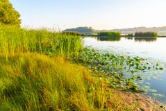 Scirpus nel fiume di Dnieper a Kiev fotografia stock Scirpus nel fiume di Dnieper a Kiev fotografia stock