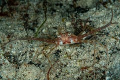 scissor swimming crab
