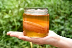 Scoby, fungo del tè della tenuta della mano con il tè di kombucha, alimento fermentato sano, bevanda probiotica di nutrizione fotografie stock libere da diritti Scoby, fungo del tè della tenuta della mano con il tè di kombucha, alimento fermentato sano, bevanda probiotica di nutrizione fotografie stock libere da diritti