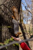 Scoiattolo lanuginoso tenuto dagli artigli su un albero e dalle nocciole di cibo dalla giovane mano in un parco della località di fotografie stock libere da diritti Scoiattolo lanuginoso tenuto dagli artigli su un albero e dalle nocciole di cibo dalla giovane mano in un parco della località di fotografie stock libere da diritti