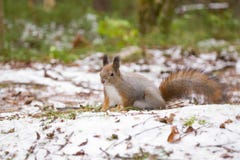 Scoiattolo rosso sveglio che si siede su una neve nell'inverno fotografia stock Scoiattolo rosso sveglio che si siede su una neve nell'inverno fotografia stock