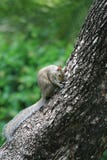 Scoiattolo sveglio sul tronco di albero immagine stock Scoiattolo sveglio sul tronco di albero immagine stock