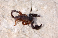 Scorpio. In wild life area stock image Scorpio. In wild life area stock image
