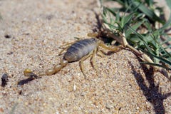 Scorpio Caucasian. Moves through the sand in search of prey royalty free stock photography Scorpio Caucasian. Moves through the sand in search of prey royalty free stock photography