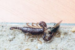 Scorpio holds a fly caught with claws and stings it with a sting, close-up. royalty free stock image Scorpio holds a fly caught with claws and stings it with a sting, close-up. royalty free stock image