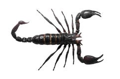 Scorpio. Poisonous n isolated on white background stock photo Scorpio. Poisonous n isolated on white background stock photo