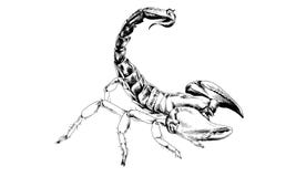 Scorpion de butée avec une piqûre toxique dessinée en encre à la main Photos libres de droits Scorpion de butée avec une piqûre toxique dessinée en encre à la main Photos libres de droits