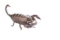 Scorpion et roi noirs de combattant photo libre de droits Scorpion et roi noirs de combattant photo libre de droits