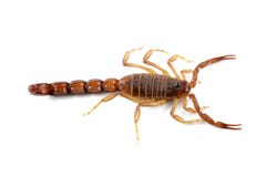 scorpion toxique Photo libre de droits scorpion toxique Photo libre de droits