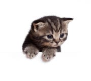 Scottish or british baby kitten royalty free stock photos Scottish or british baby kitten royalty free stock photos