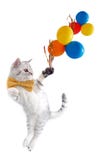 Scottish cat with bow and balloons