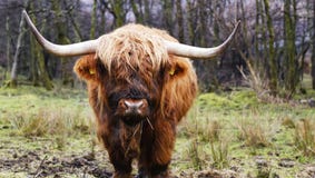 Scottish Cow Highland stock photos Scottish Cow Highland stock photos