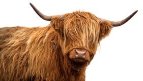 Scottish Cow On White Background Stock Images