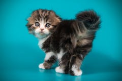 Scottish Fold Longhair Cat On Colored Backgrounds Stock Images