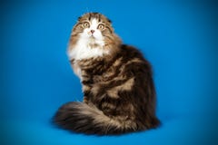 Scottish Fold Longhair Cat On Colored Backgrounds Stock Photography