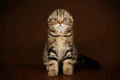 Scottish Fold Shorthair Cat On Colored Backgrounds Stock Images