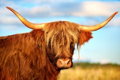 Scottish Highland Cow Royalty Free Stock Image Scottish Highland Cow Royalty Free Stock Image