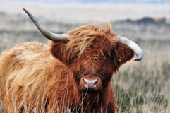 Scottish Highland cow with wonky horms royalty free stock photography Scottish Highland cow with wonky horms royalty free stock photography