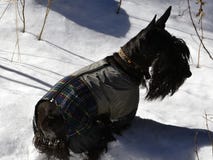 Scottish Terrier para uma caminhada na floresta do inverno fotos de stock Scottish Terrier para uma caminhada na floresta do inverno fotos de stock