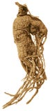 Screaming Mandrake Root. Royalty Free Stock Images Screaming Mandrake Root. Royalty Free Stock Images