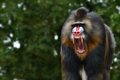 Screaming Mandrill Stock Photography Screaming Mandrill Stock Photography