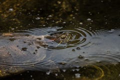 Scripta Trachemys elegans στη λίμνη στοκ φωτογραφίες με δικαίωμα ελεύθερης χρήσης Scripta Trachemys elegans στη λίμνη στοκ φωτογραφίες με δικαίωμα ελεύθερης χρήσης
