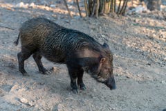 Scrofa do Sus do javali, igualmente conhecido como o porco selvagem fotografia de stock royalty free Scrofa do Sus do javali, igualmente conhecido como o porco selvagem fotografia de stock royalty free