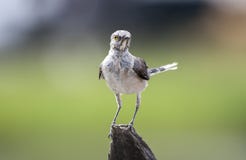 Juvenile Northern Mockingbird molt, Georgia USA royalty free stock photos Juvenile Northern Mockingbird molt, Georgia USA royalty free stock photos
