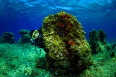 Scuba diver on the bottom of sea with water surface. Stock Image Scuba diver on the bottom of sea with water surface. Stock Image