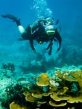 Scuba diver and coral reef