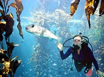 A Scuba Diver encounters a Porcupinefish off the California Coast Stock Photography A Scuba Diver encounters a Porcupinefish off the California Coast Stock Photography