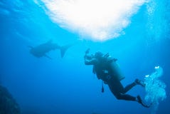 Scuba diving photographer with whale shark in north andaman royalty free stock photography Scuba diving photographer with whale shark in north andaman royalty free stock photography