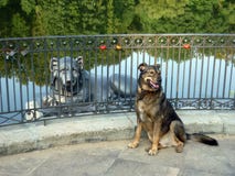 Scultura del leone e del cane sul pilastro fotografia stock libera da diritti Scultura del leone e del cane sul pilastro fotografia stock libera da diritti