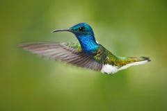Scène d'action de la nature, colibri dans la mouche Colibri dans la forêt pilotant le colibri bleu et blanc Jacobin Blanc-étrangl photographie stock libre de droits Scène d'action de la nature, colibri dans la mouche Colibri dans la forêt pilotant le colibri bleu et blanc Jacobin Blanc-étrangl photographie stock libre de droits