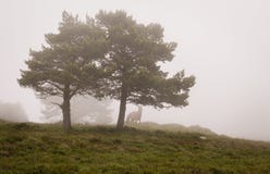 Scène des arbres de pins en brouillard, avec un cheval image stock Scène des arbres de pins en brouillard, avec un cheval image stock