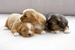 Se blottir de trois petit chiots image libre de droits Se blottir de trois petit chiots image libre de droits
