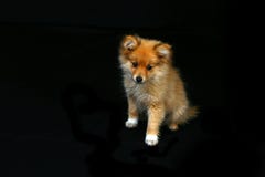 se den SAD pomeranian valpen mycket royaltyfria bilder se den SAD pomeranian valpen mycket royaltyfria bilder