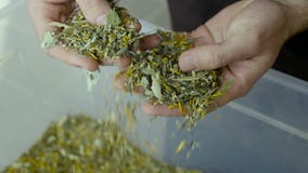 Se producen las hojas de té de la selección de los granjeros metrajes Se producen las hojas de té de la selección de los granjeros metrajes