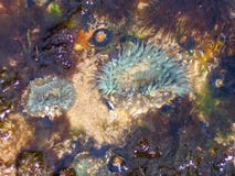 Sea anemones, tide pool, Monterey, CA stock photos Sea anemones, tide pool, Monterey, CA stock photos