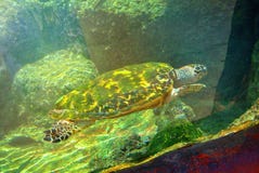 Sea turtle in the aquarium of Eilat. Israel royalty free stock image Sea turtle in the aquarium of Eilat. Israel royalty free stock image