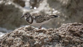 Sea Bird Standing on a Grey Rock at the Beach. Waves flowing in as a sea bird stands on a grey rock on a sunny beach in summer Royalty Free Stock Photos Sea Bird Standing on a Grey Rock at the Beach. Waves flowing in as a sea bird stands on a grey rock on a sunny beach in summer Royalty Free Stock Photos